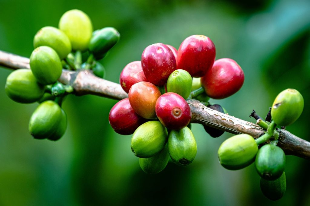 Lackluster Rains in Brazil Boost Coffee Prices