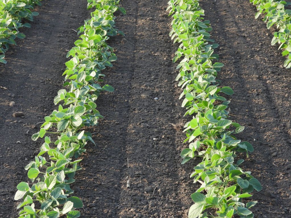Soybeans Close with Losses on Tuesday