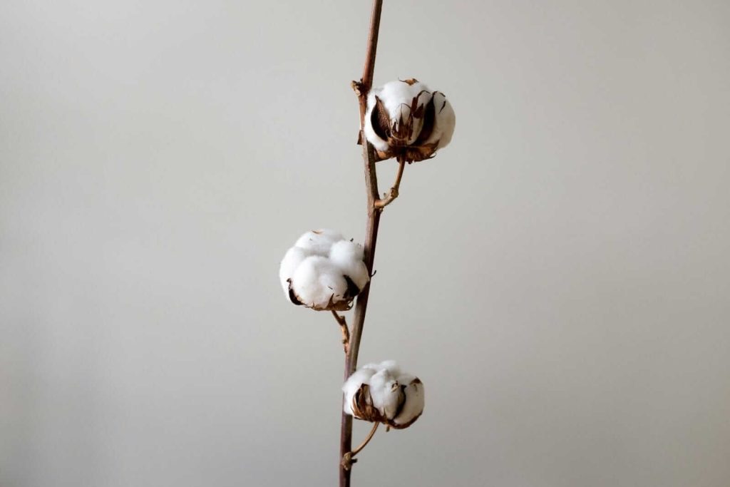 Cotton Collapses Lower on Monday