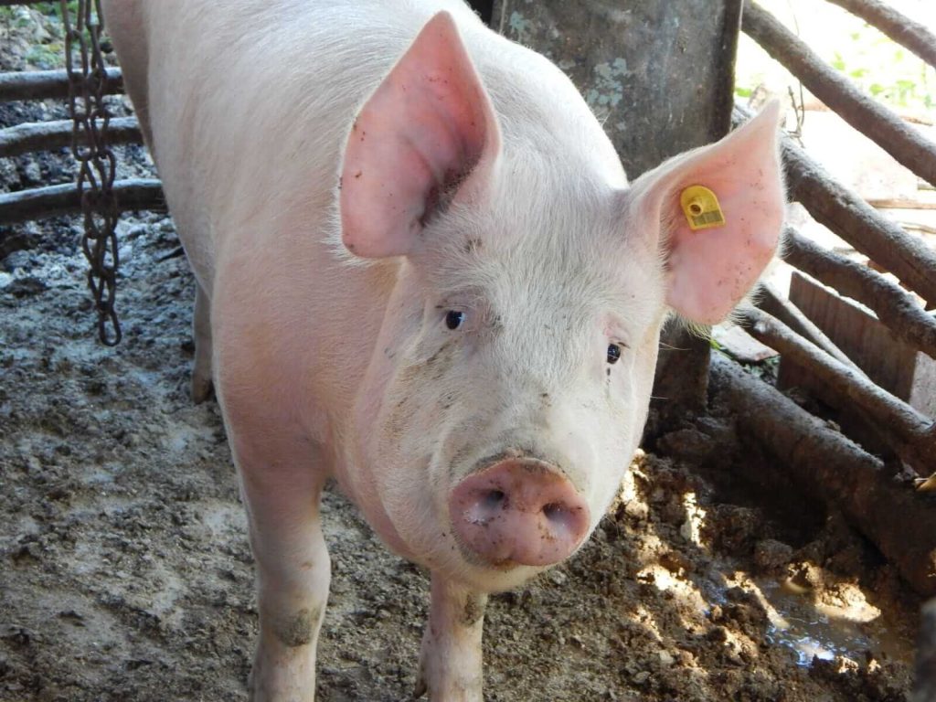 Hogs Ease Lower on Friday