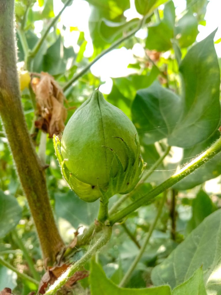 Cotton Close Mixed on Friday Cotton Close Mixed on Friday