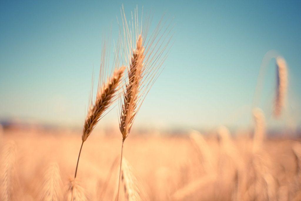 Wheat Falling Lower on Monday