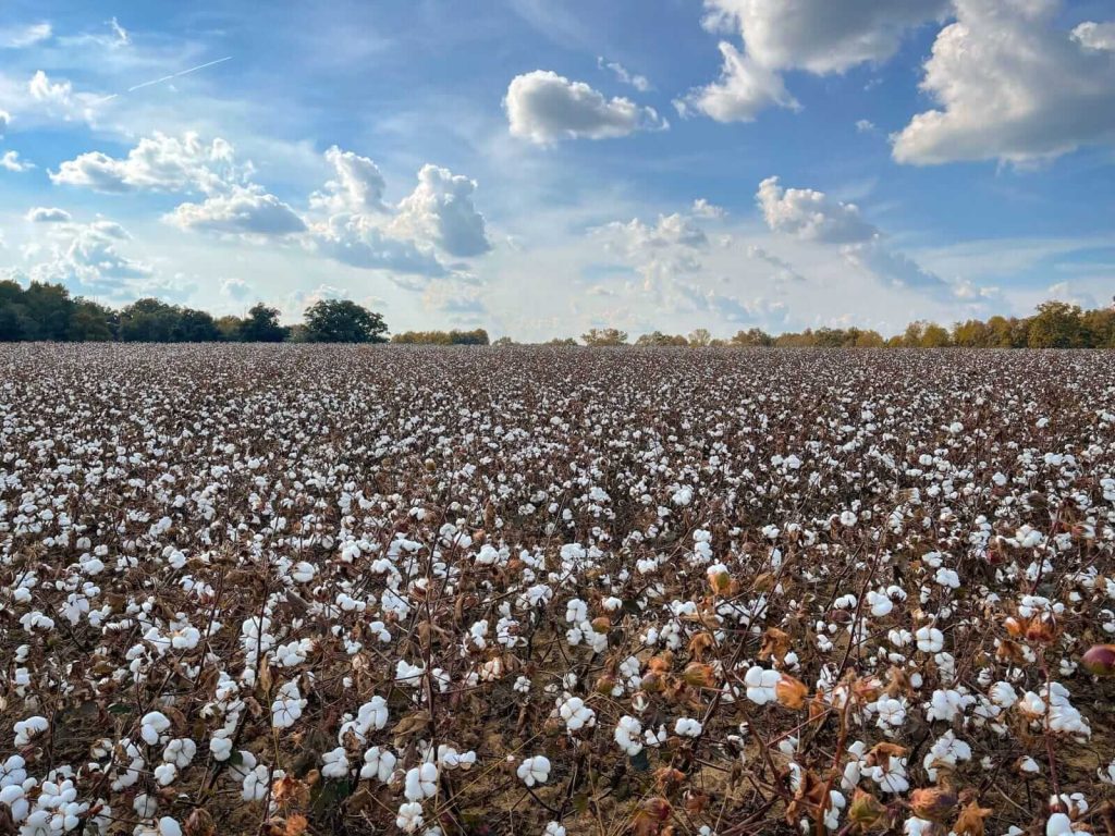 Cotton Rally Extends to Tuesday