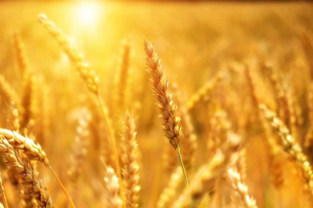 Wheat Rally Nearing March Highs at Midday