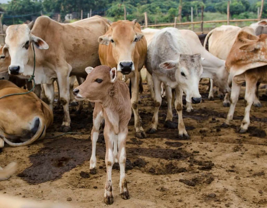 Cattle Bounce Off Lows on Friday, as Placements Come Above Estimates