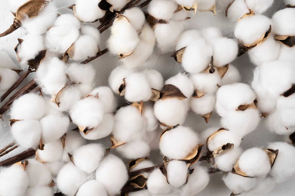 Cotton Retreats on Tuesday | Nasdaq