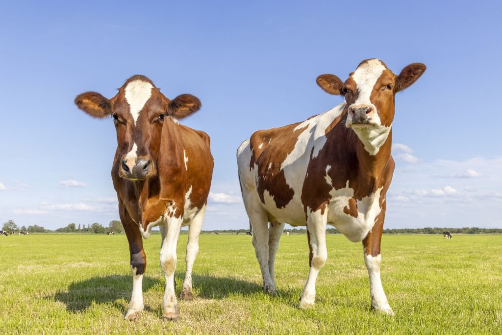 Cattle Look to Thursday Following Wednesday Rally