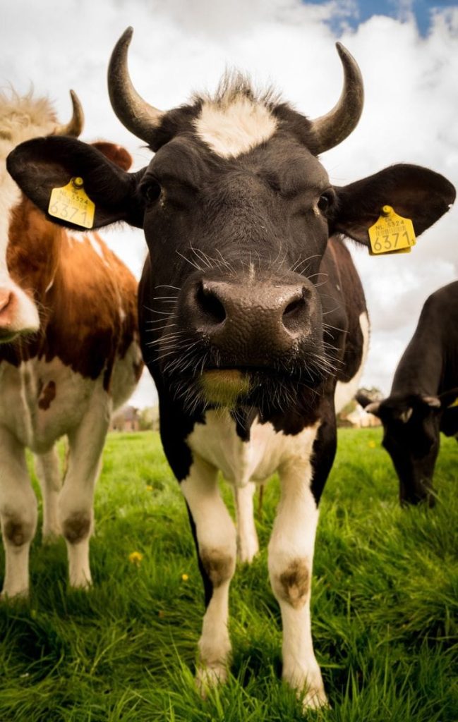 Cattle Rally Extending Tuesday | Nasdaq