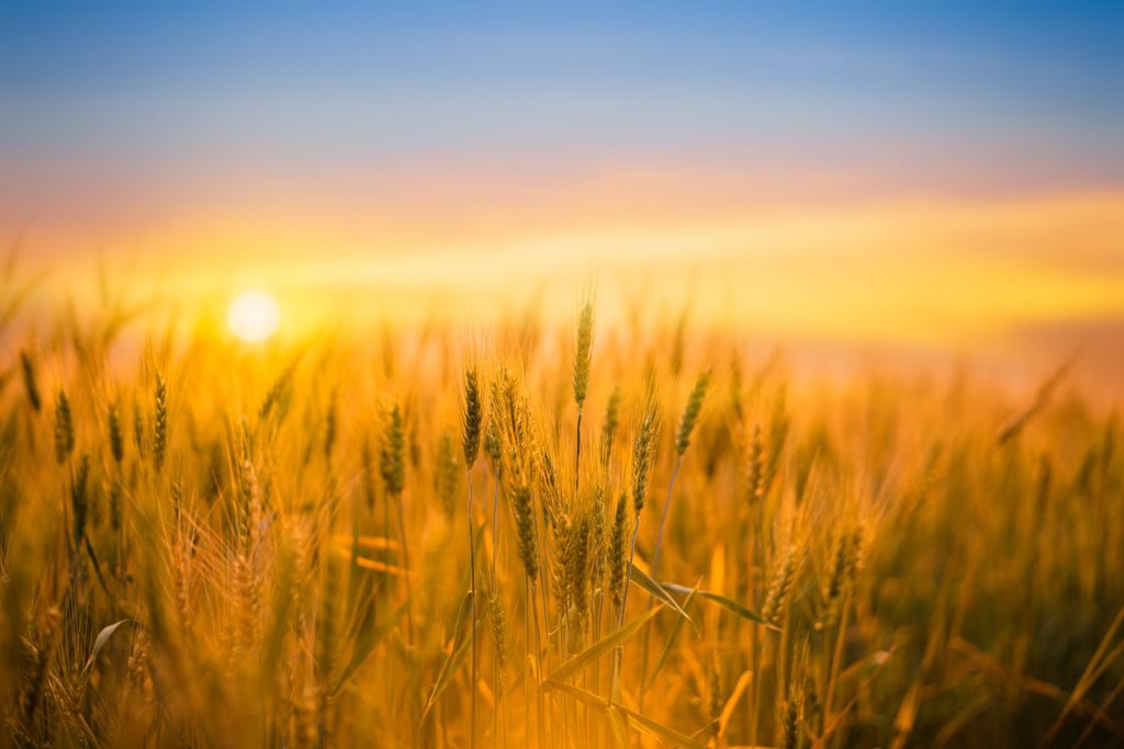 Wheat Falls into the Weekend