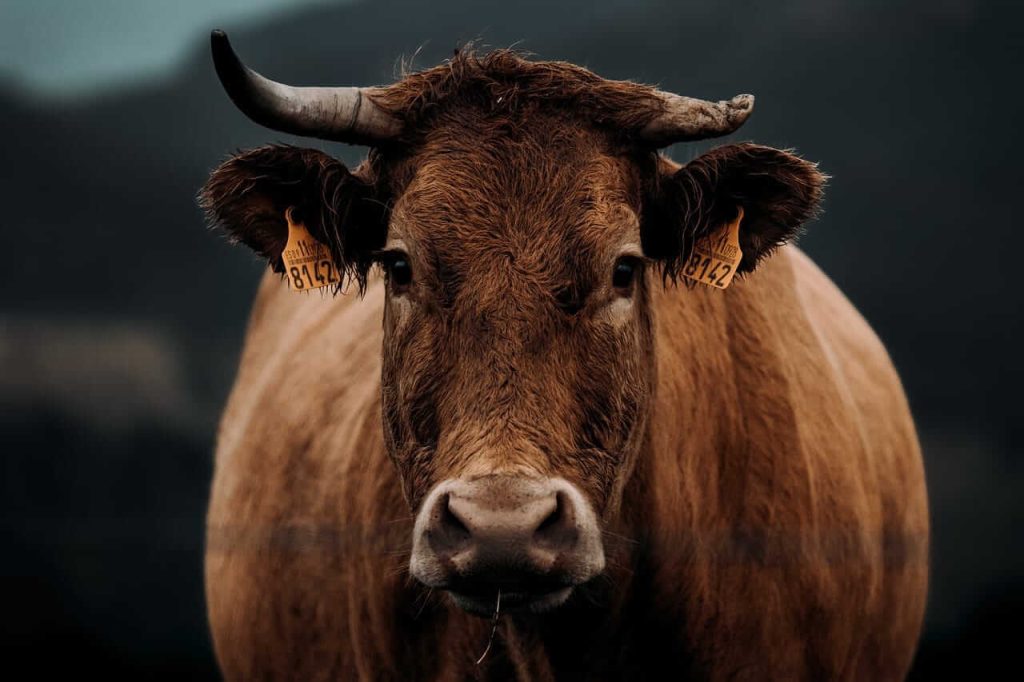 Cattle Extending Losses to Friday Cattle Extending Losses to Friday