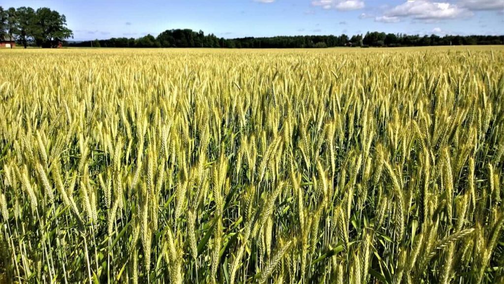 Wheat Joining the Grain Rally on Monday