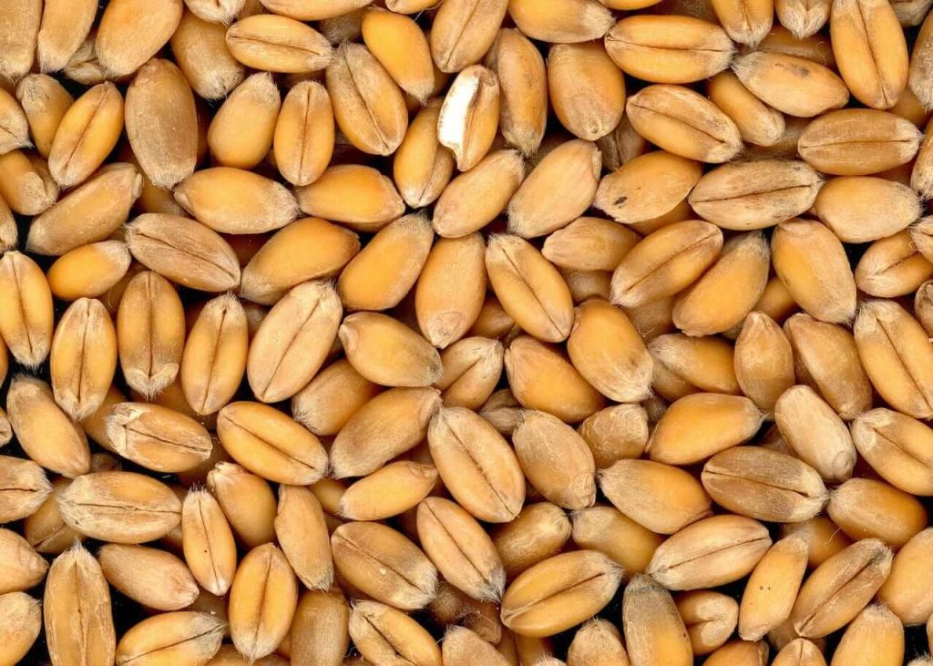 Wheat Rallies Late on Tuesday