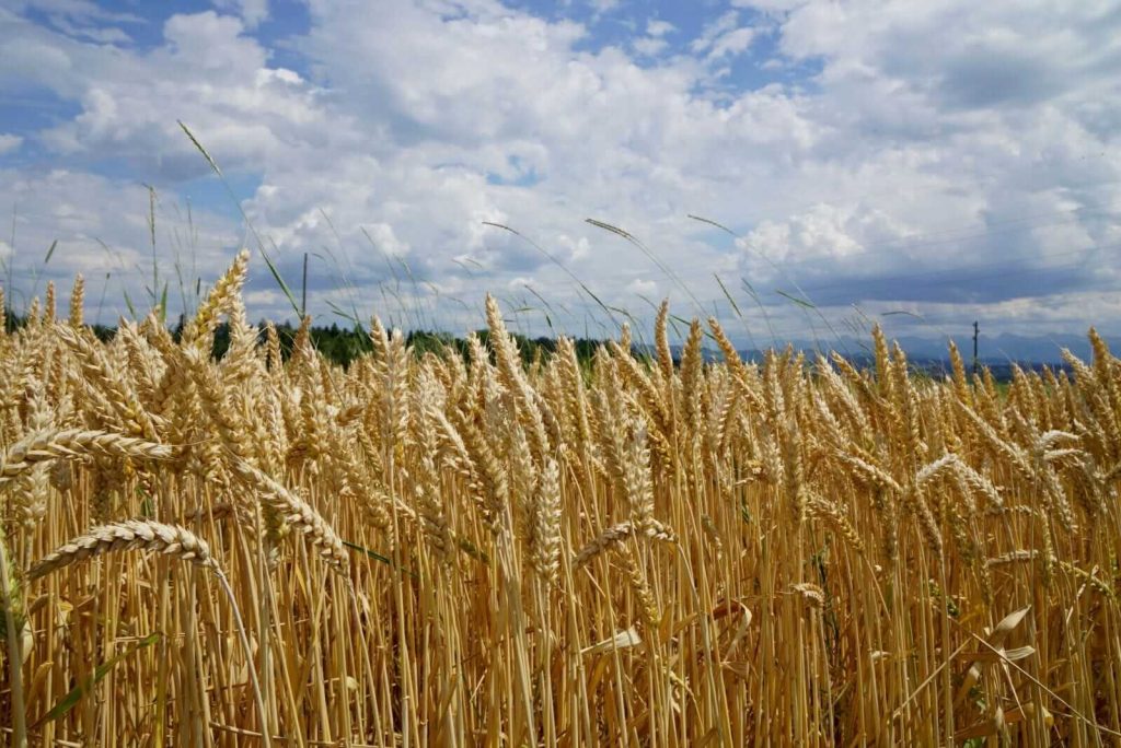Wheat Rallying Through Friday’s Midday Wheat Rallying Through Friday’s Midday