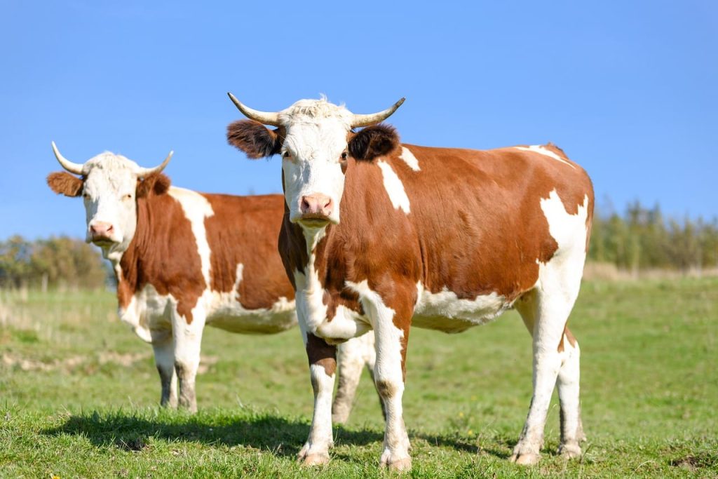 Cattle Face Friday Pressure to Close Week of Losses