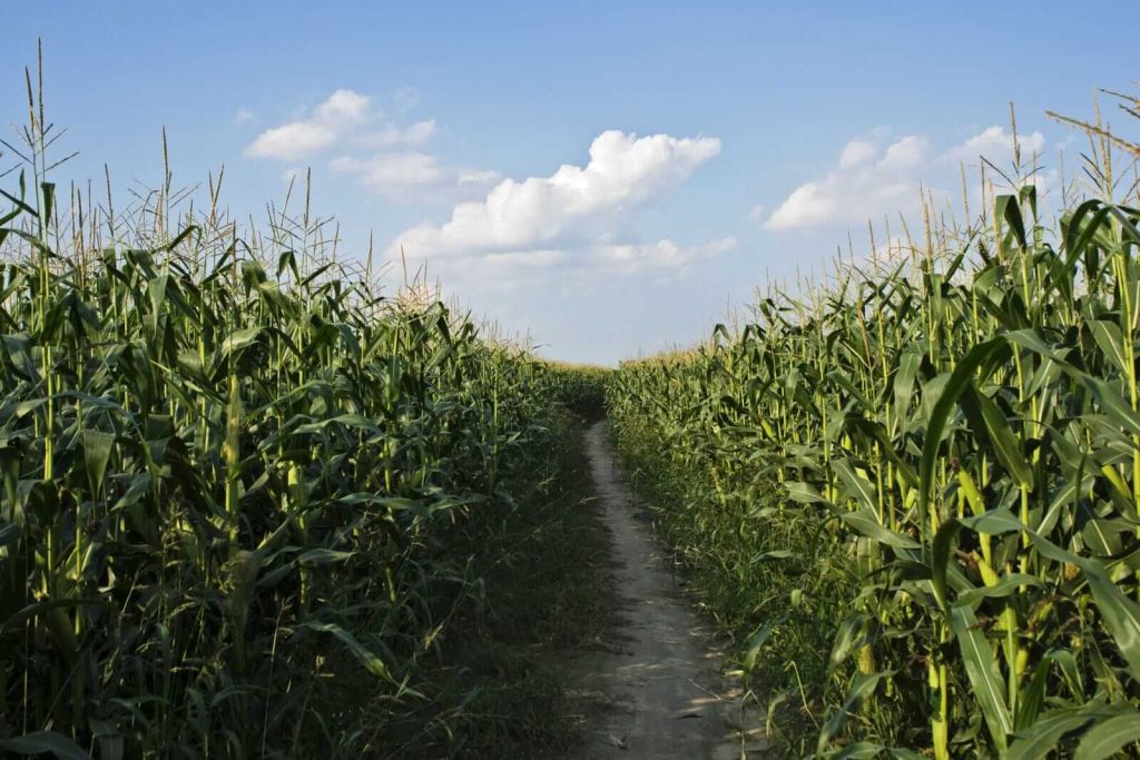 Corn Rallies into Friday’s Close Following Week of Weaker Tour Yields