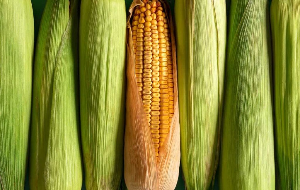 Corn Starting August Trade with Weakness