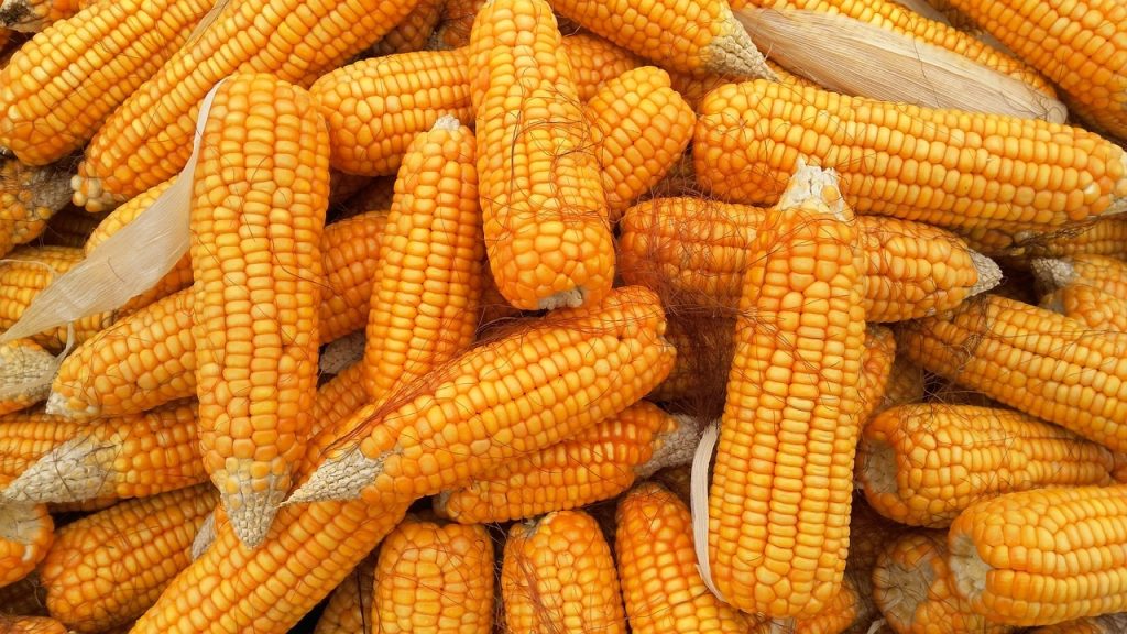 Corn Futures Fall into Wednesday’s Close