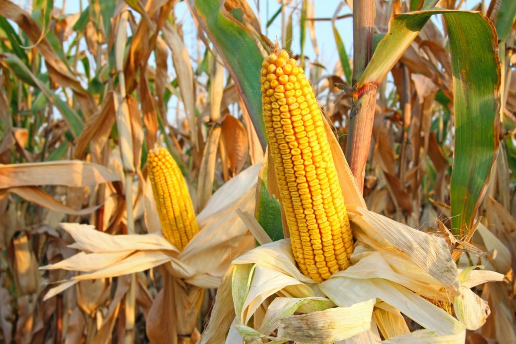 Corn Rallying off Early Lows as Trade Details to Come Monday