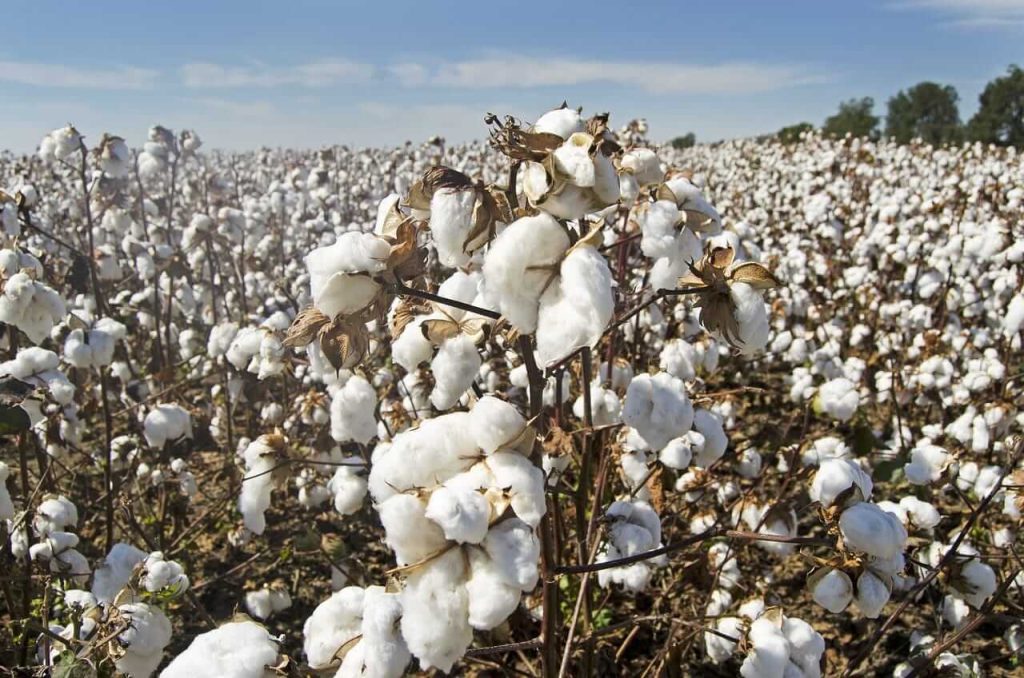 Cotton Bouncing Higher on Thursday Morning Cotton Bouncing Higher on Thursday Morning