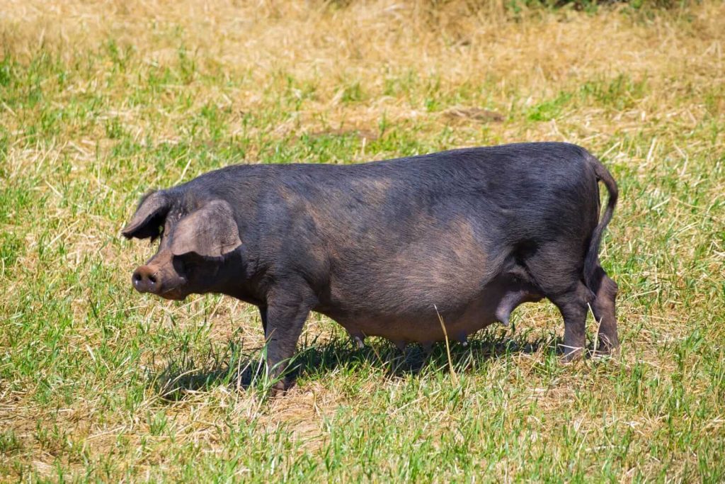 Hogs Holding Steady on Tuesday Hogs Holding Steady on Tuesday