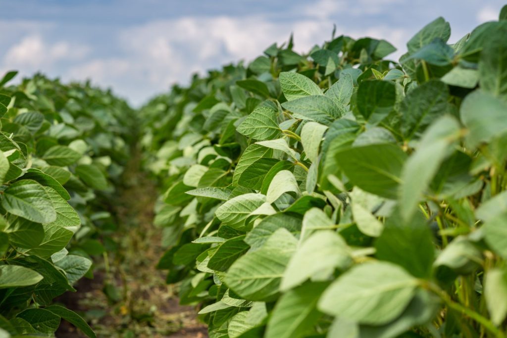 Soybeans Rallying for Tuesday Rebound